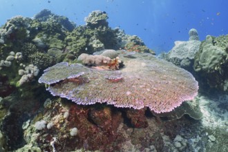 Large, round Hyacinth Table Coral (Acropora hyacinthus) in a diverse underwater landscape, dive