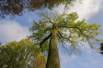 Autumn European ash (Fraxinus excelsior) Mecklenburg-Western Pomerania, Germany, Europe