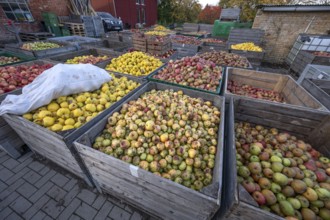 Boxes of fruit delivered to the yard of a cidery, Mecklenburg-Vorpommern, Germany, Europe