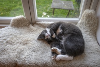 Sleeping, dreaming cat lying on a sheepskin on the windowsill, Mecklenburg-Vorpommern, Germany,