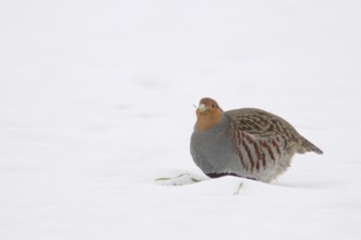 Grey partridge (Perdix perdix), Emsland, Lower Saxony, Germany, Europe