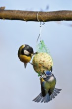 Great tit (Parus major) and blue tit (Cyanistes caeruleus, syn.: Parus caeruleus), two birds at a