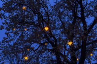 Herrnhut stars in the star tree, oak tree still with autumn leaves in Advent, Sterneweihnacht