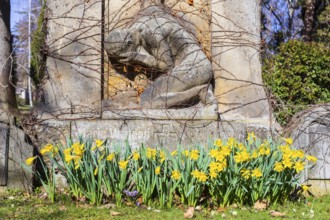 Daffodils (narcissus) blooming on a grave with a gravestone, spring at the Trinitatisfriedhof