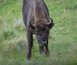 European bison (Bison bonasus) young animal in near-natural habitat, captive, Germany, Europe