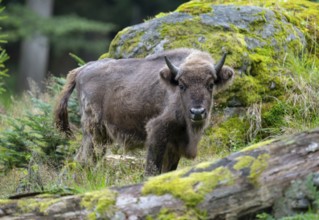 European bison (Bison bonasus) young animal in near-natural habitat, captive, Germany, Europe