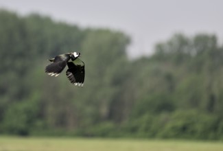 Flying lapwing (Vanellus vanellus), Lower Rhine, North Rhine-Westphalia, Germany, Europe