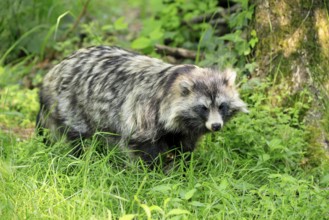 Raccoon dog (Nyctereutes procyonoides), adult, vigilant, foraging, captive