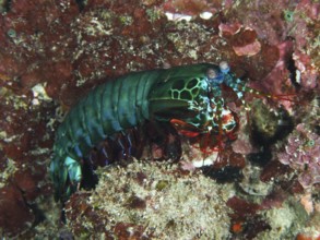 Green clown mantis shrimp (Odontodactylus scyllarus) on a coral reef full of colours, dive site SD,