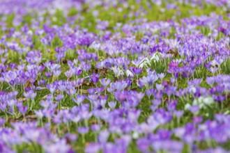 Crocuses (crocus) in bloom, with a few snowdrops (galanthus) flowering in between