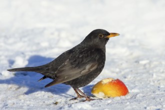 Blackbird (Turdus merula), adult male eating apple in the snow, wildlife, winter, feeding place,