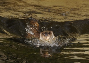 An otter swims powerfully through the water, waves splash up, European otter (Lutra lutra), Bavaria