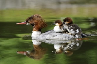 Courageous Goosander with two chicks on its back on clear reflecting water, Goosander (Mergus