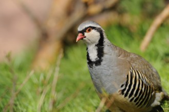 A grey partridge sits on a green meadow in natural surroundings, rock partridge (Alectoris graeca),