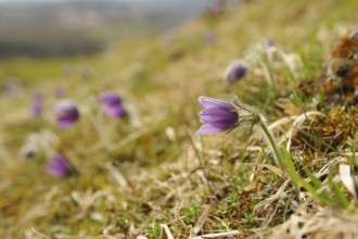 Purple flowers in a meadow with blurred background, Pasque flower (Pulsatilla vulgaris), Upper