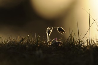 Silhouette of a Pulsatilla flower in the sunset light, Pasque flower (Pulsatilla vulgaris), Upper