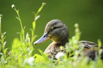 A duck in the foreground with a blurred green background, mallard (Anas platyrhynchos), Franconia