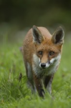 Red fox (Vulpes vulpes) adult animal standing in grassland in summer, England, United Kingdom,