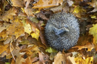 European hedgehog (Erinaceus europaeus) adult animal curled in a ball on fallen autumn leaves,