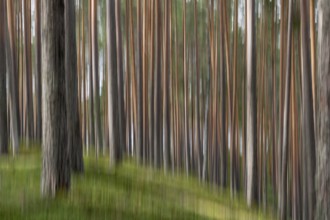 Pine forest, wipe-clean image, Finland, Europe