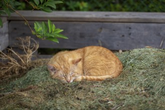 Relaxed red felidae (Felis catus) dozing on a pile of hay under green leaves, Ternitz, Lower