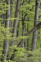 Beech forest (Fagus sylvatica), fresh deciduous shoots, Hainich, Thuringia, Germany, Europe