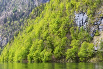 Beeches (Fagus) at Königssee, beech family (Fagaceae), Berchtesgadener Land, Bavaria, Germany,