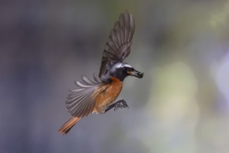 Common redstart (Phoenicurus phoenicurus), male approaching the nest with food in his beak, North