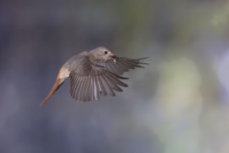 Common redstart (Phoenicurus phoenicurus), female approaching the nest with food in her beak, North