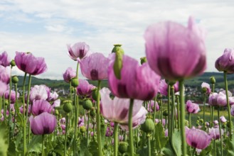 Opium poppy (Papaver somniferum), opium poppy field, Erlenbach, near Heilbronn, Baden-Württemberg,