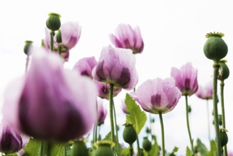 Opium poppy (Papaver somniferum), opium poppy field, Erlenbach, near Heilbronn, Baden-Württemberg,