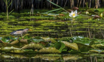 Common little bittern (Ixobrychus minutus, Ardea minuta) adult male walking over water lily pads