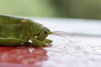 Great green bush cricket (Tettigonia viridissima), Saint Jean de Cannes, Provence-Alpes-Côte