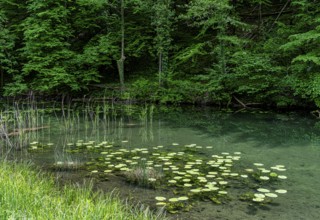 Small pond, Bad Reichenhall, Bavaria, Germany, Europe