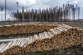 Cleared forest in the Arnsberg Forest near Warstein-Sichtigvor, Soest district, wood pile, site of