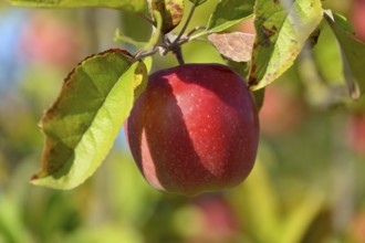 Apple tree (Malus domestica), branch with a red apple, North Rhine-Westphalia, Germany, Europe