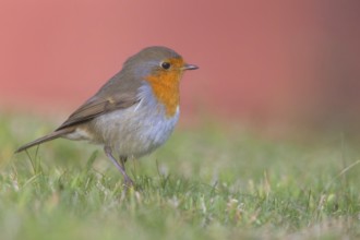 Robin, (Erithacus rubecula), Tiszaalpár, Kiskunsági National Park, Bács-Kiskun, Hungary, Europe