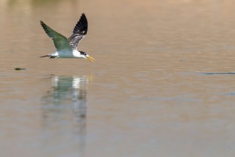 Caspian Tern, flight photo, (Thalasseus bergii), East Khawr / Khawr Ad Dahariz, Salalah, Dhofar,