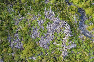 Dead trees in a forest, on the slope of the Chaiten volcano, destroyed by volcanic eruptions, Park