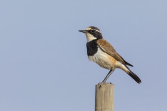 Wheatear, (Oenanthe pileata), on perch, Road from Malgas to Swellendam, Swellendam, Western Cape,