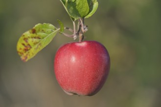 Apple tree (Malus domestica), branch with a red apple, North Rhine-Westphalia, Germany, Europe