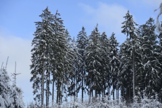 Tall trees covered in snow stand against a clear blue sky in a calm winter forest, Norway spruce