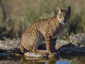 Iberian lynx (Lynx pardinus), drinking water at the waterhole, Hides De Calera / Lynx Hide, Calera