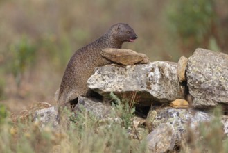 (Herpestes ichneumon), mongoose, family of carnivores, Hides De Calera / Valley Hide, Calera Y