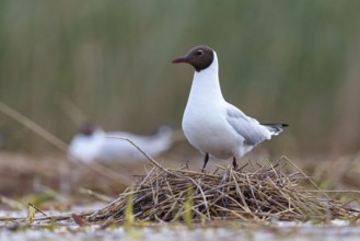 Black-headed gull (Larus ridibundus), breeding at the nest, Hides de El Taray / Floating Hid,