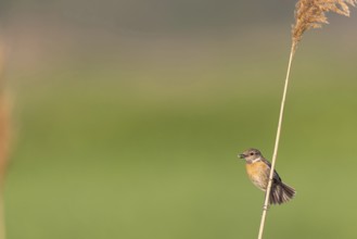 Stonechat, (Saxicola torquata), foraging, female, Eich, Rhineland-Palatinate, Germany, Europe