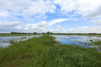 Clouds over the wet meadows in the Ochsenmoor at Lake Dümmer, spring, distance, Hüde, Lower Saxony,