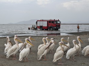 Pelicans, Pelecanus onocrotalus, fire department truck in the background, lake Ziway, Oromiya