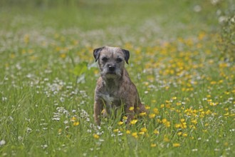 Border Terrier