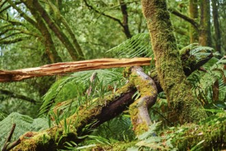 Nature landscape of the rainforest in the Great Otway National Park in spring, Australia, Oceania